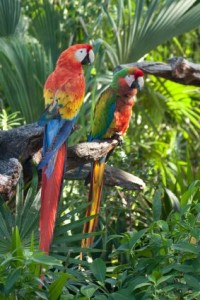 Scarlet Macaw Parrots
