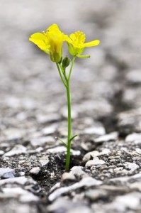 Flower growing from crack in asphalt